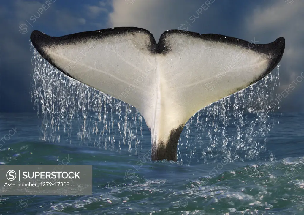 orca - tail fin, Orcinus orca