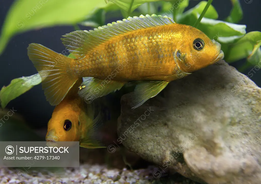 yellow convict cichlid, Archocentrus nigrofasciatus