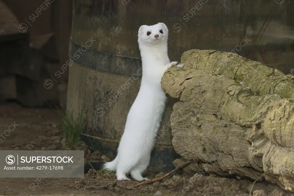 stoat - standing lateral, Mustela erminea