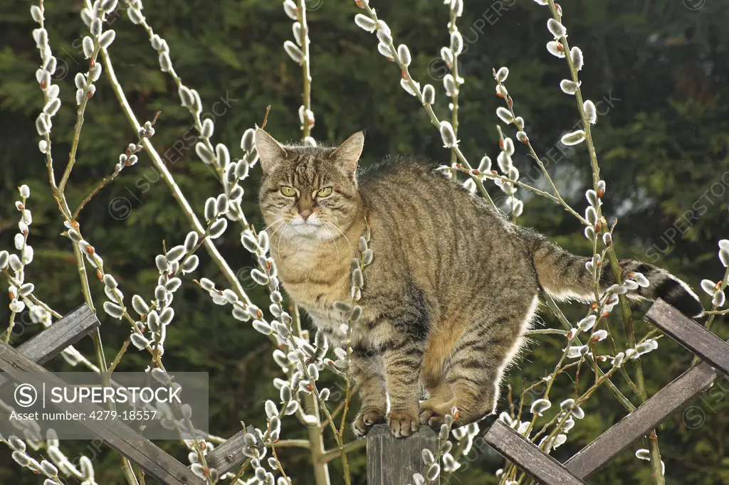 cat - standing on fence