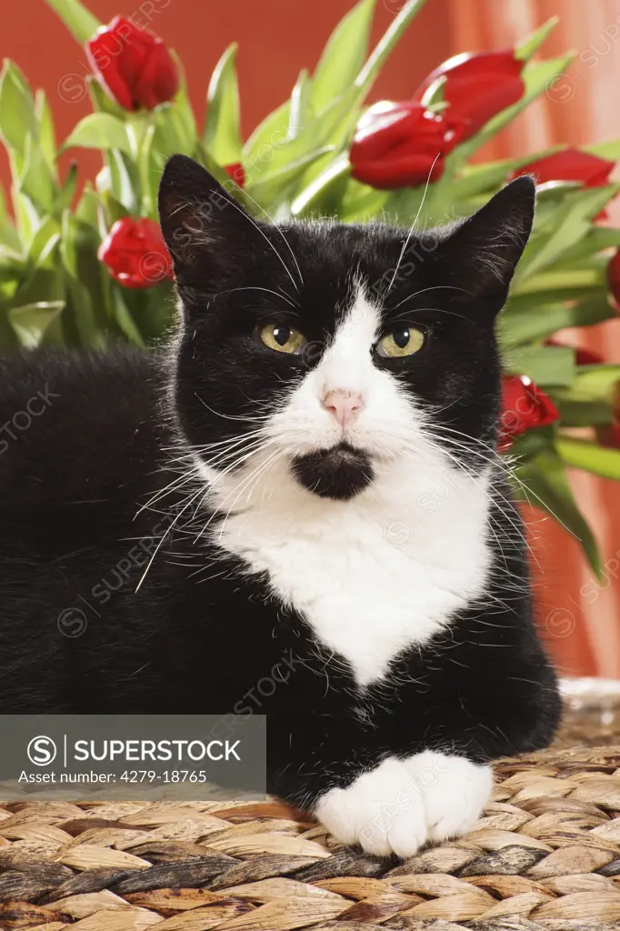 domestic cat - lying in front of flowers