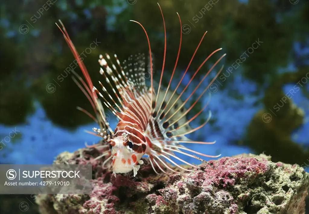 Broadbarred firefish, Pterois antennata