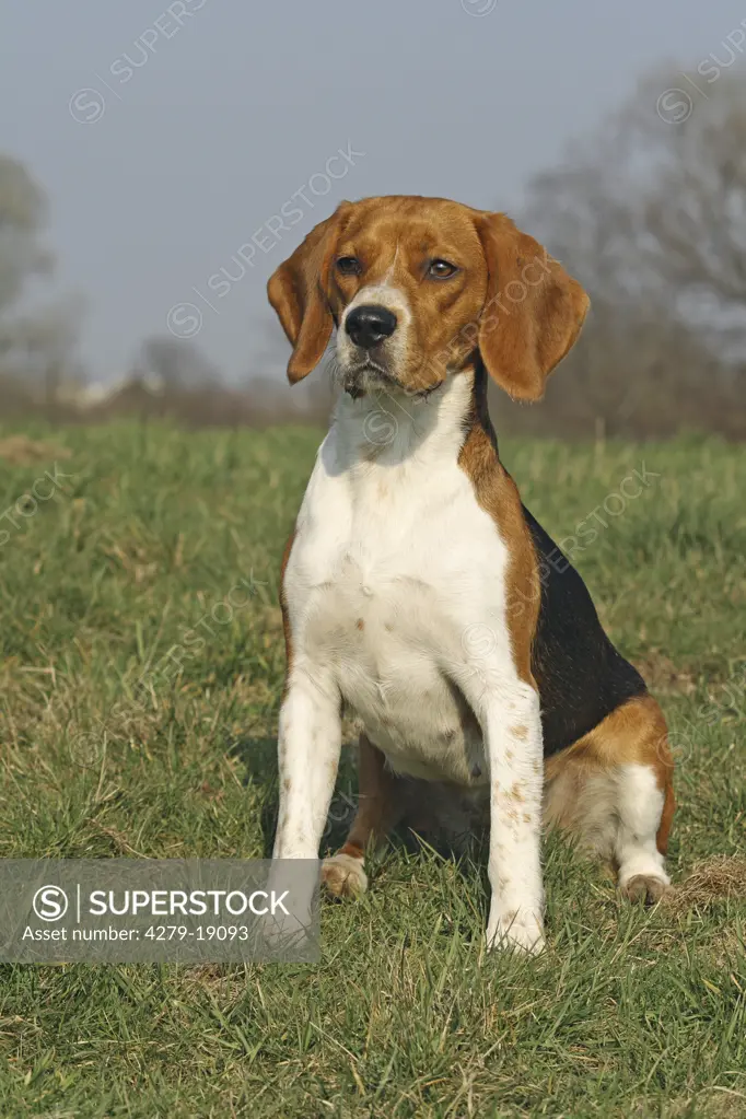 Beagle - sitting on meadow