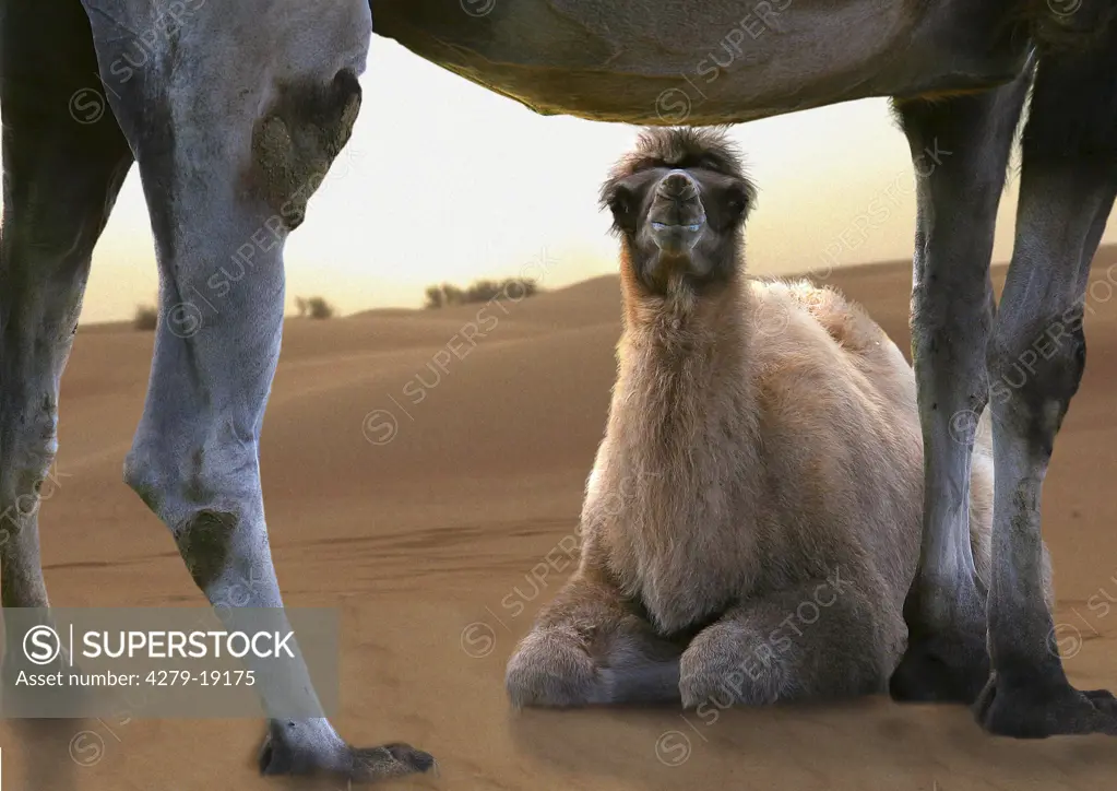 young camel, Camelidae