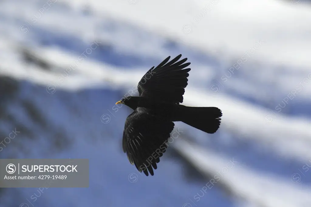 Alpine Chough - flying, Pyrrhocorax graculus