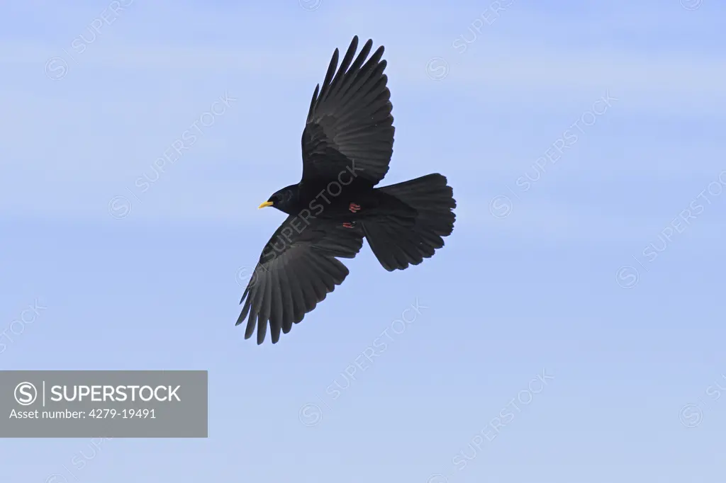 Alpine Chough - flying, Pyrrhocorax graculus