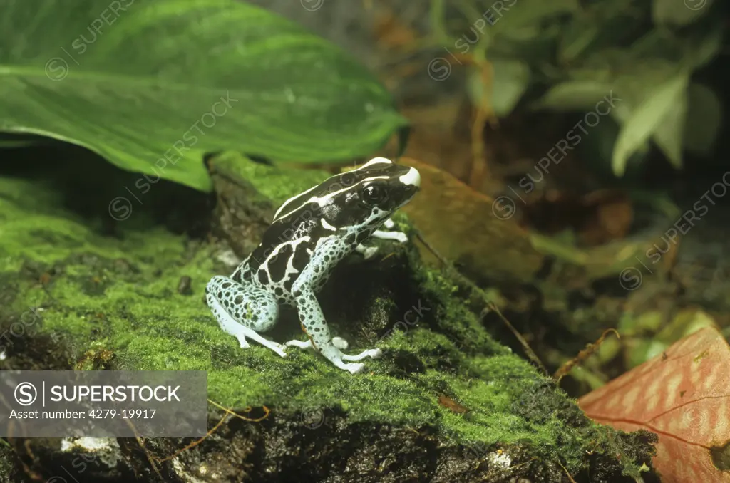 Dyeing Dart frog, Dendrobates tinctorius 'Graubeiner'