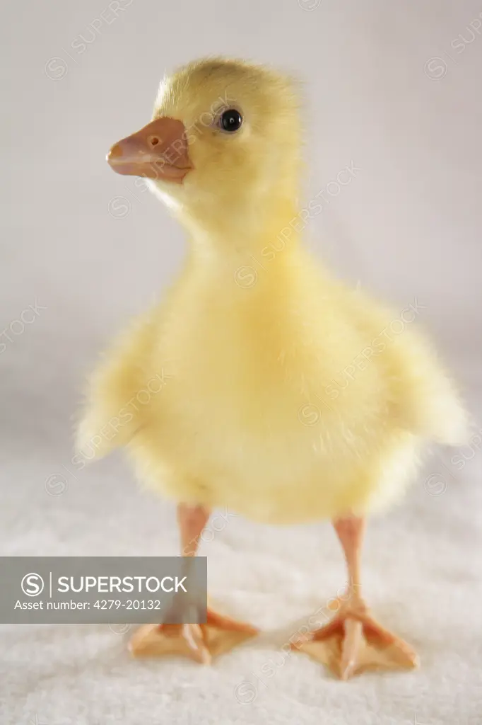 duckling - standing