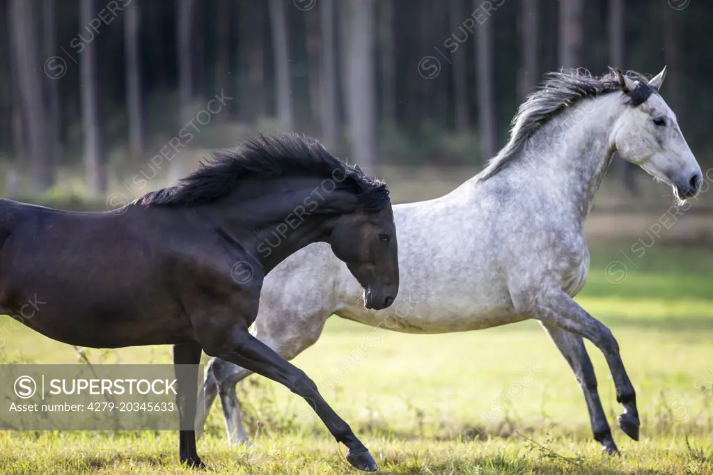 Hanoverian Horse. Bay and gray mare galloping on a pasture. Germany