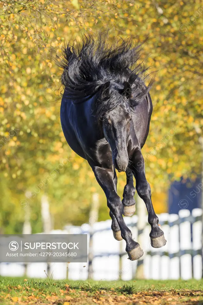 Murgese Horse. Black stallion bucking on a pasture. Germany