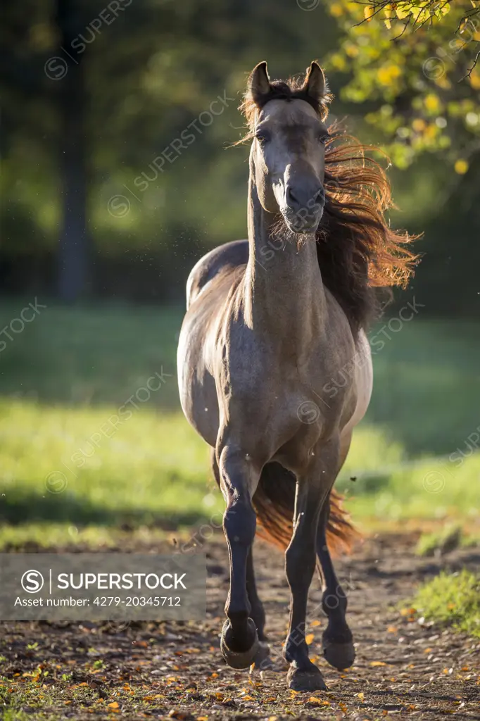 Pure Spanish Horse, Andalusian. Dun stallion trotting on a pasture. Germany