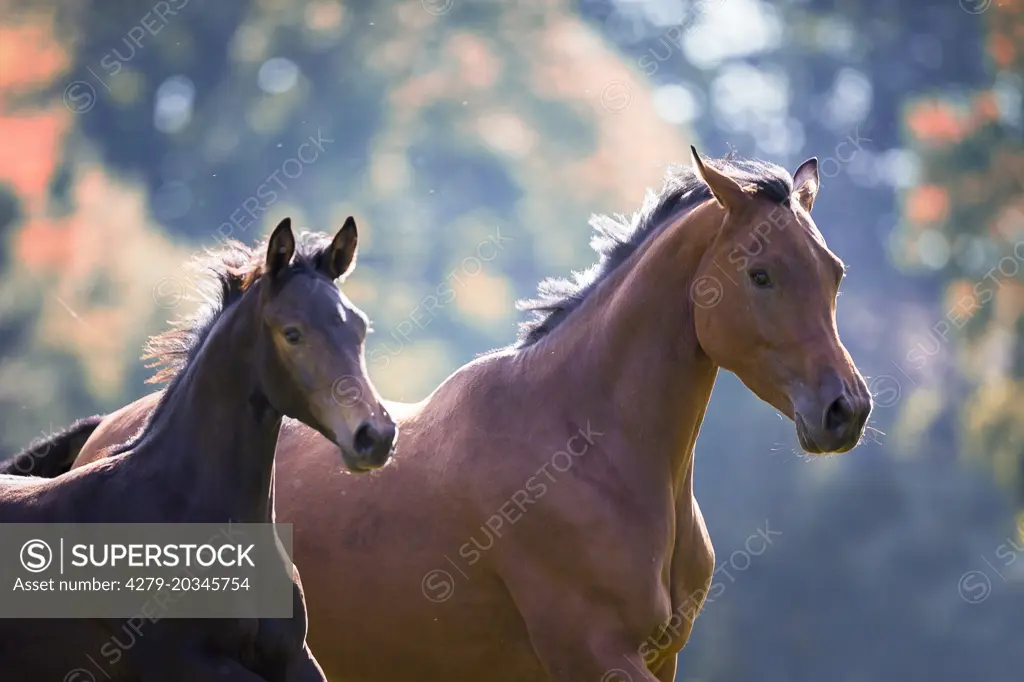 Trakehner Horse. Bay mare with foal on a pasture. Germany