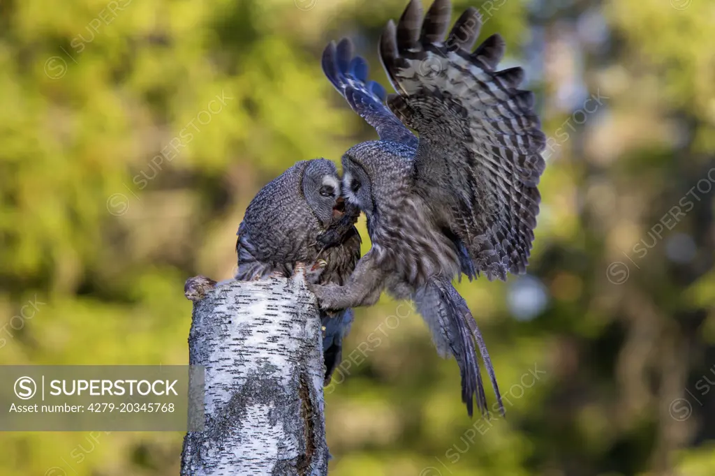 Great Grey Owl, Great Gray Owl (Strix nebulosa). Male giving female food fot the chicks. Sweden