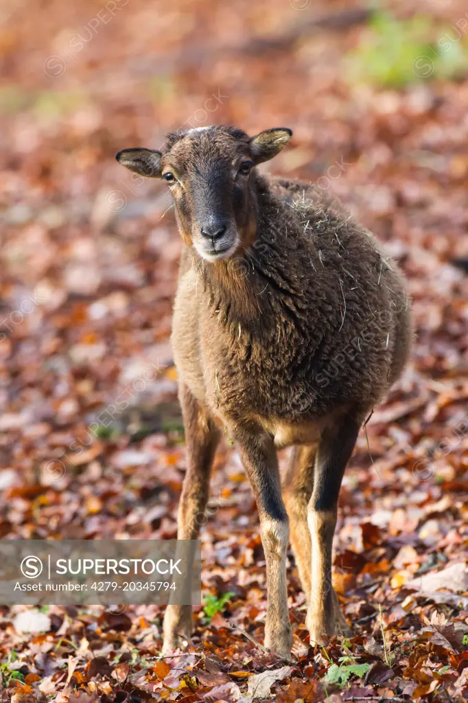 European Mouflon (Ovis oreintalis musimon, Ovis musimon), ewe standing in leaf litter. Germany