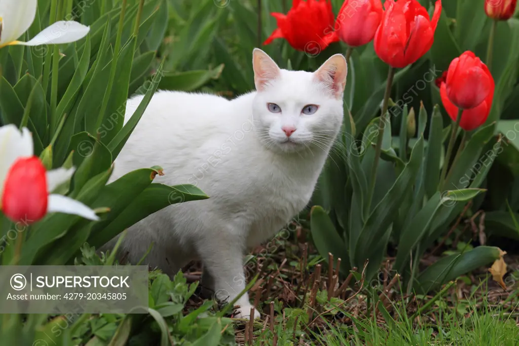 Domestic cat. White adult among Tulip flowers in a garden. Germany