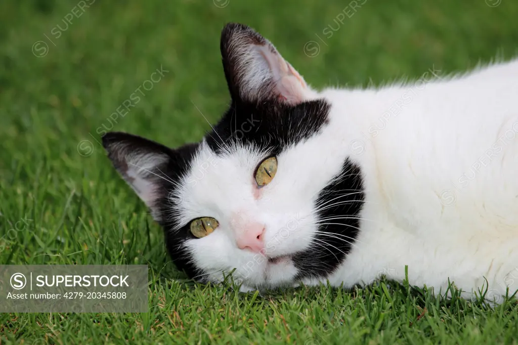 Domestic cat. Black and white adult lying on a lawn. Germany