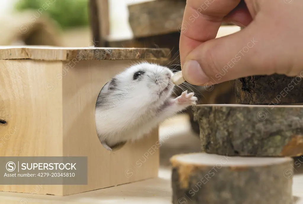 Djungarian Hamster (Phodopus sungorus) in a wooden shelter, receiving a sunflower seed out of a hand.