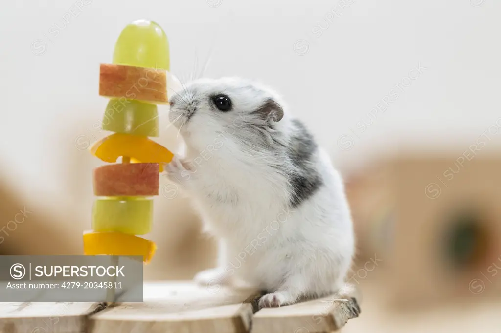 Djungarian Hamster (Phodopus sungorus) next to a fruit skewer.