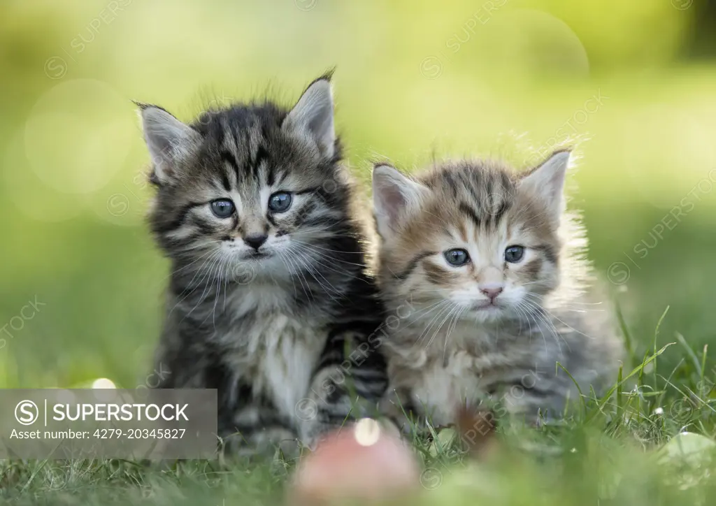 Norwegian Forest Cat. Pair of tabby kittens next to apples in grass. Germany