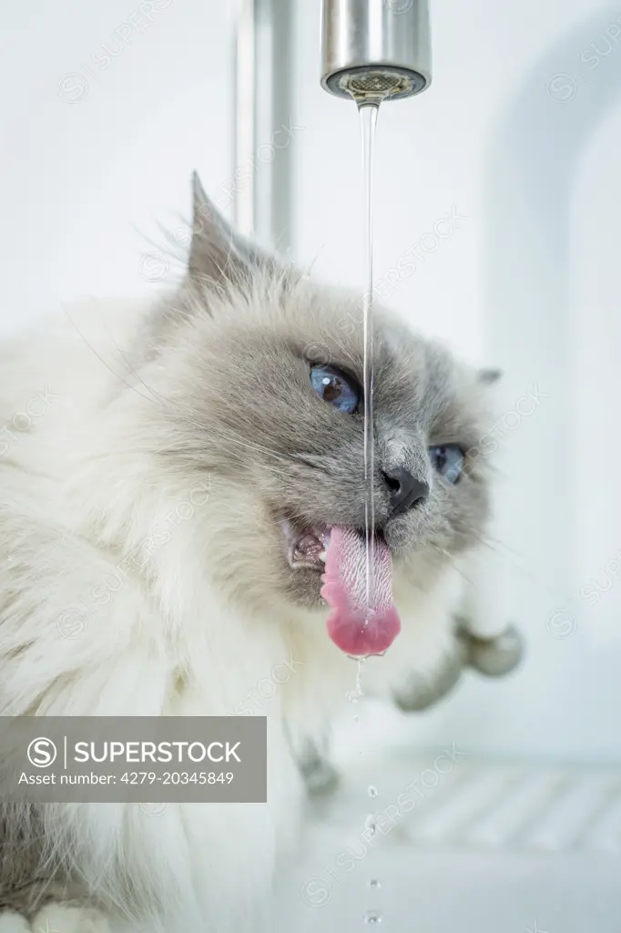 Sacred Birman. Adult drinking from a water tap. Germany