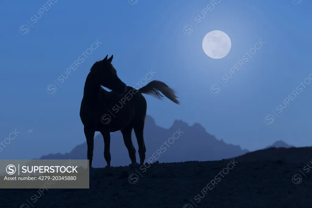 Arabian Horse. Young mare standing in the desert at night, silhouetted against the sky. Egypt