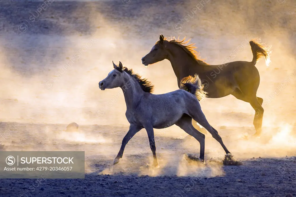 Arabian Horse. Pair of young mares in evening light galloping in dusty desert. Egypt