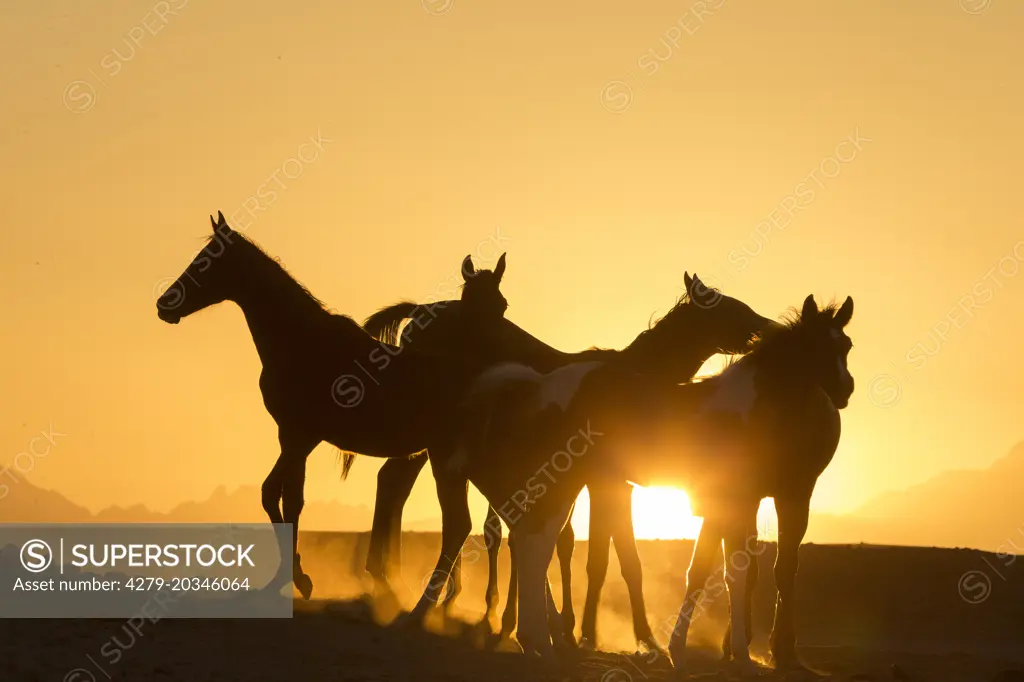 Arabian Horse. Young mares in the desert, silhouetted against the setting sun. Egypt