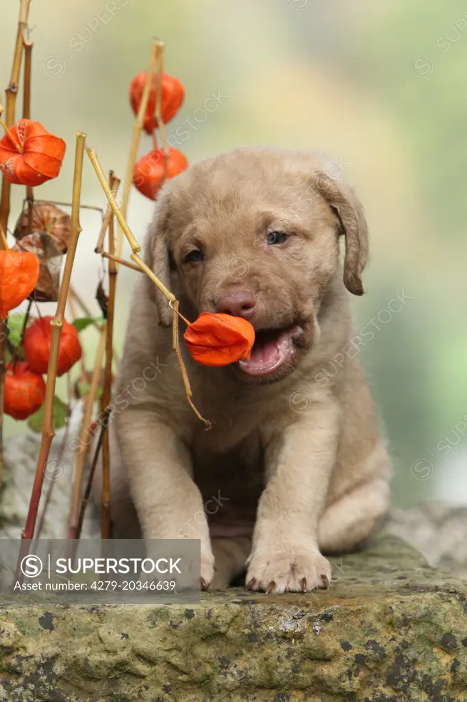 Chesapeake Bay Retriever. Puppy (6 weeks old) biting into Chinese Latern fruit. Germany