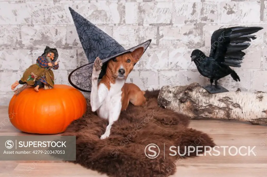 Basenji. Bitch (4 years old) among Halloween decoration. Germany