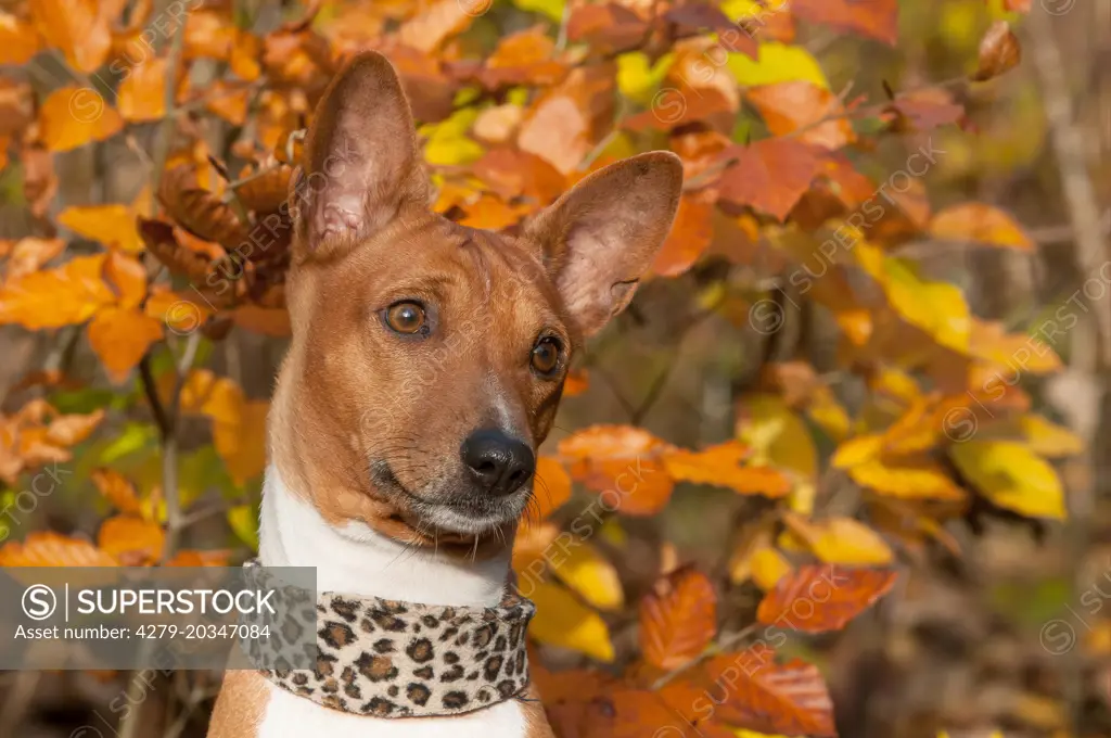 Basenji. Portrait of bitch in autumnal forest. Germany