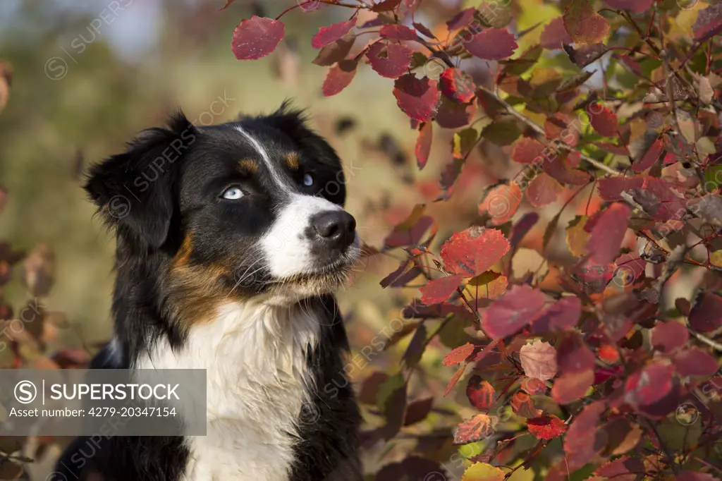 Australian Shepherd (black tri). Portrait of adult dog  next to an Aspen in autumn colors. Germany