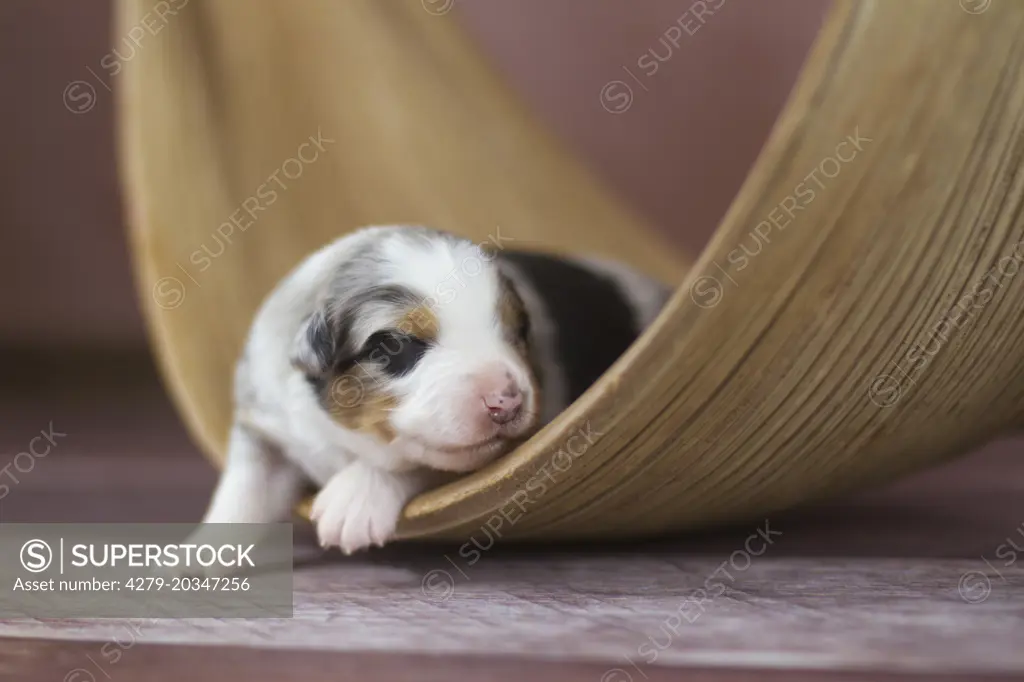 Australian Shepherd (blue merle). Newborn puppy with eyes still closed. Germany