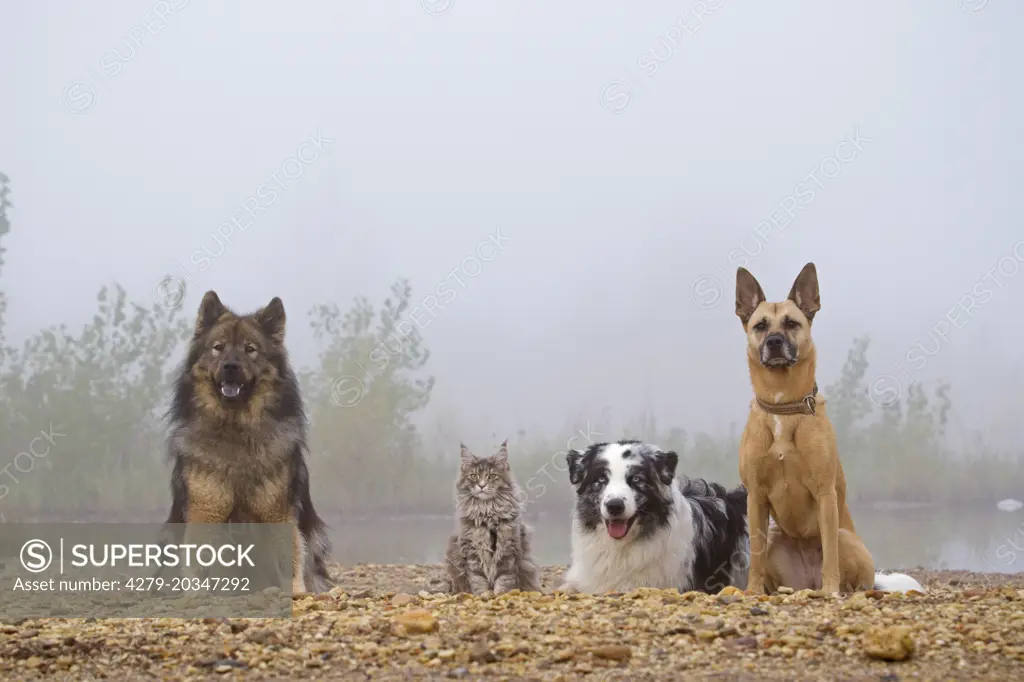 American Longhair, Maine Coon. Eurasian, kitten, mixed-breed dog and Australian Shepherd next to each other on a river bank. Germany