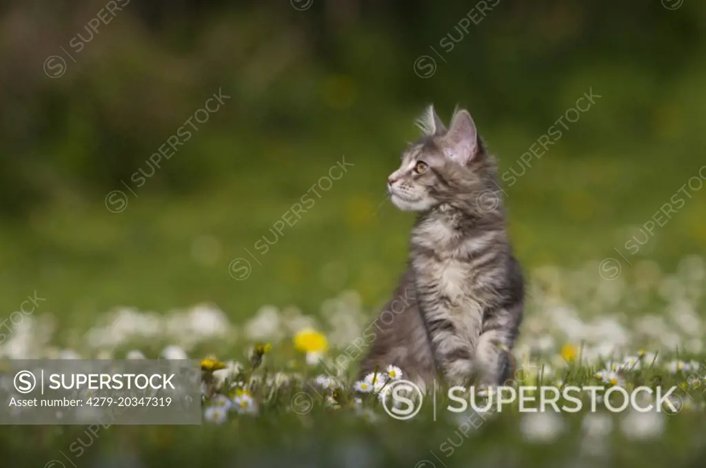 American Longhair Maine Coon Kitten Sitting On A Flowering Meadow Germany Superstock 7948