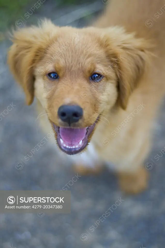 Nova Scotia Duck Tolling Retriever. Puppy looking into the camera. Germany