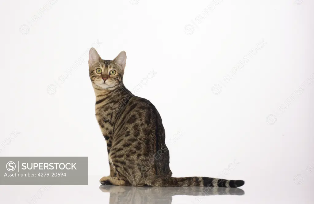 Bengal cat - sitting - cut out