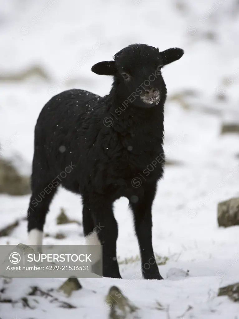 Cameroon Sheep, lamb in snow, Wildenburg enclosure.