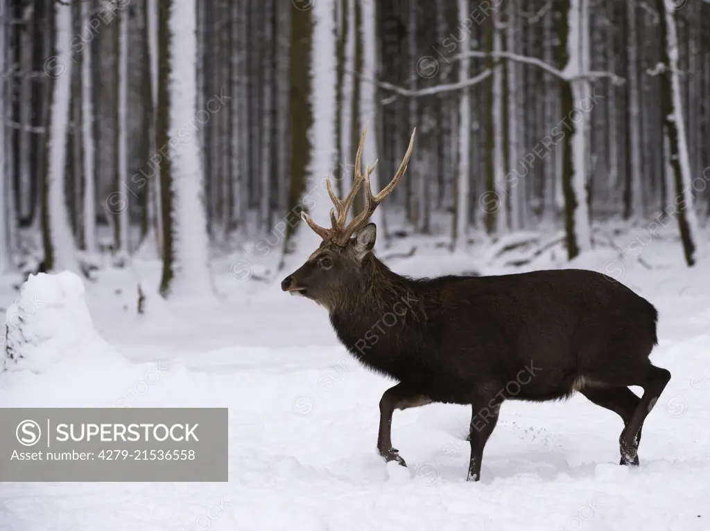 Sikahirsch, Sika-Hirsch (Cervus nippon), geht durch das verschneite Wildfreigehege Wildenburg, male Sika deer ( Cervus nippon) moving through the snow-covered enclosure of Wildenburg