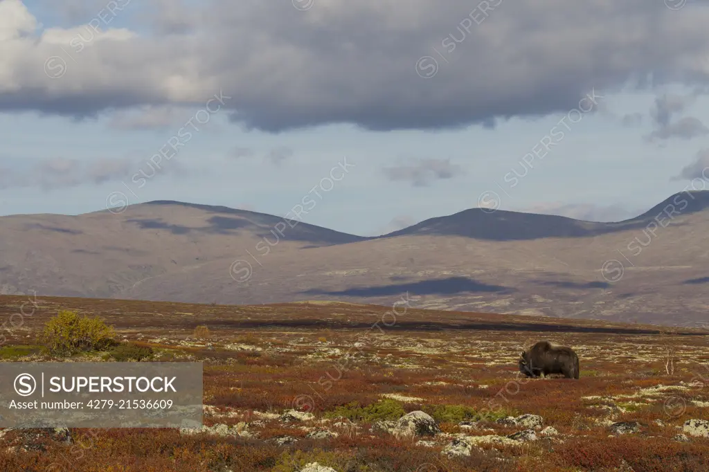 Musk Ox bull (Ovibos moschatus), bull on the Fjaell, Dovre Fjael, Sunndalsfjella National Park, Norway