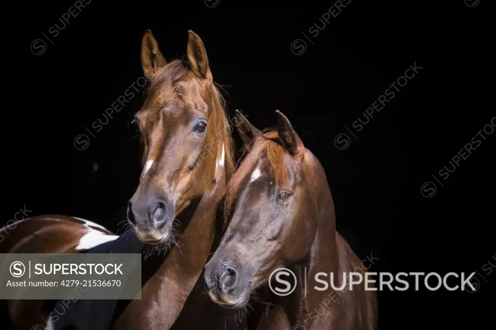 National Show Horse and Arabian Horse. Portrait of skewbald mare and Arabian horse seen against a black background. Germany