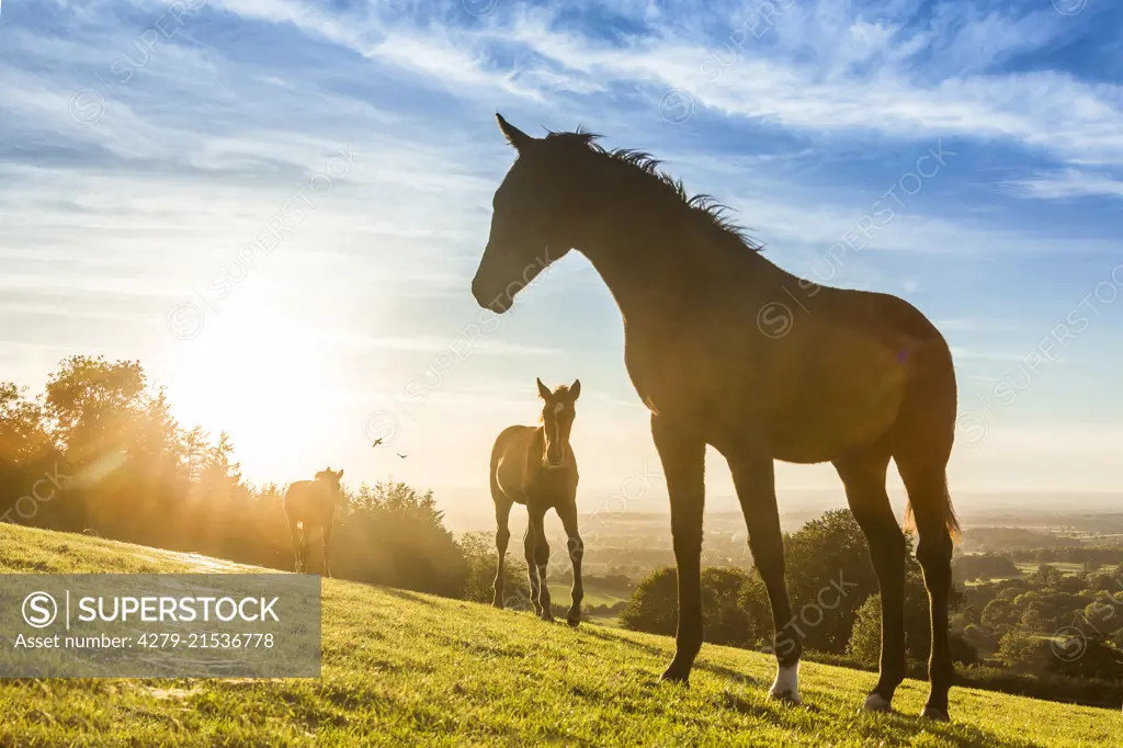 Oldenburg Horse. Foals on a pasture in backlight. Great Britain