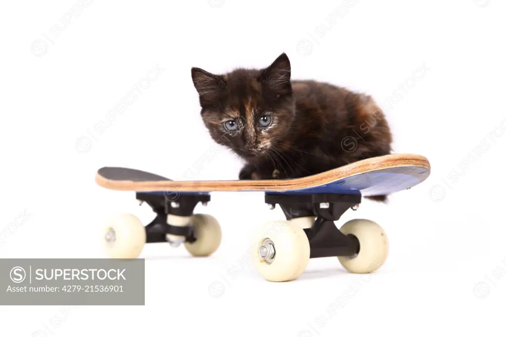 Europaeisch Kurzhaar. Kitten (6 weeks old) lying on a skateboard. Studio picture against a white background