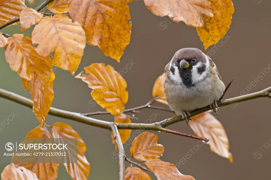 Tree sparrow ( Passer montanus), adult perched on twig of a beech with fall foliage, Germany