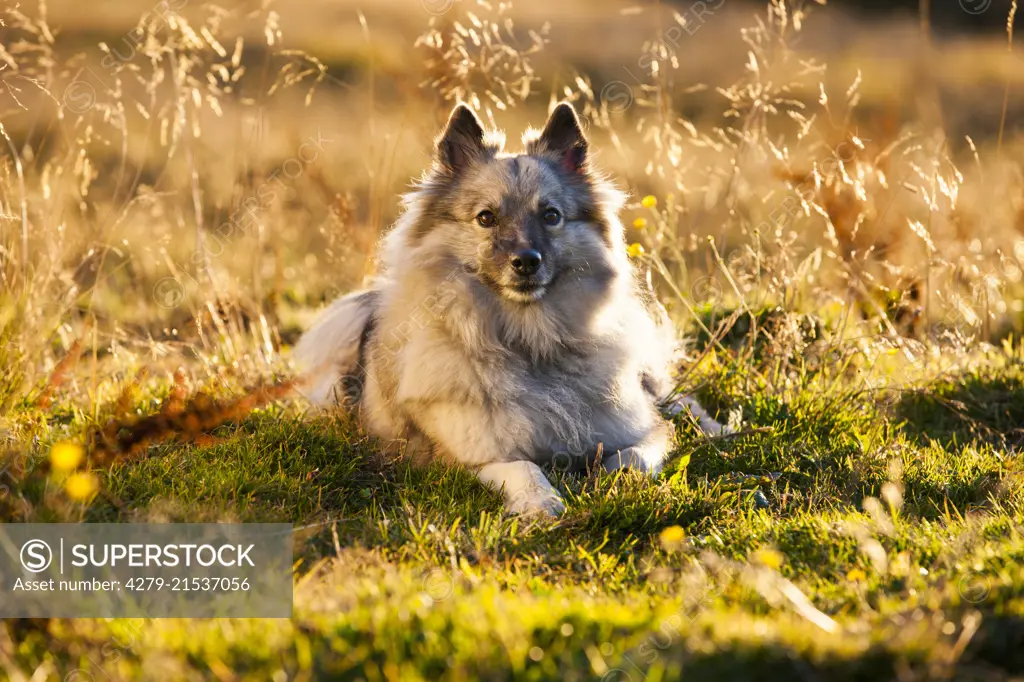 Keeshond. Adult dog lying on a meadow. Austria