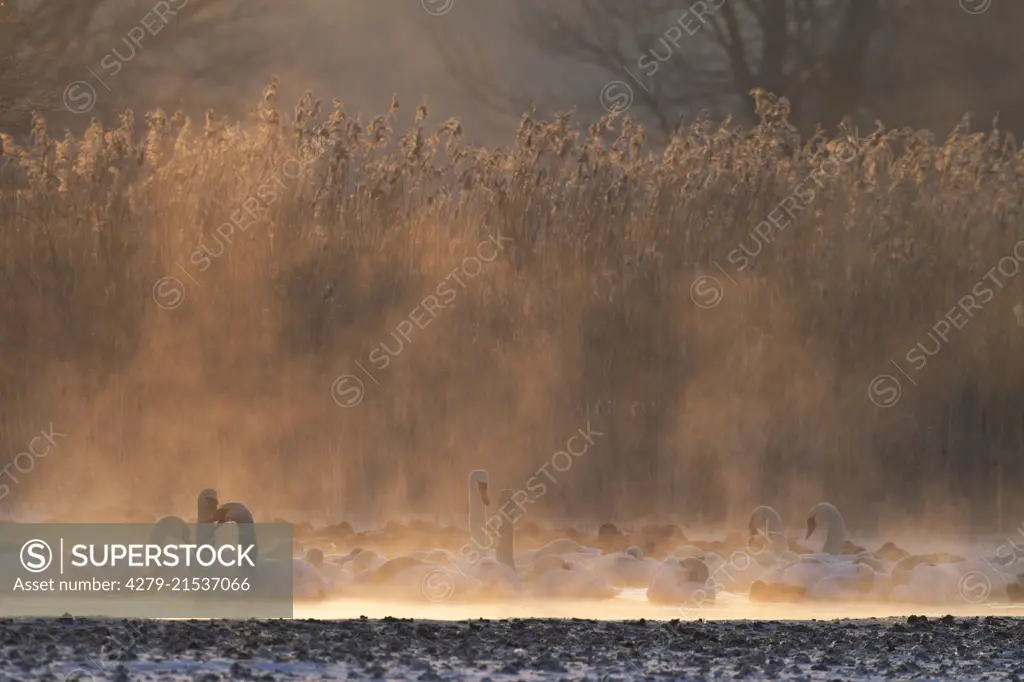 Mute Swan (Cygnus olor) resting on a lake at -20 degree celsius, Oberlausitz, Germany S