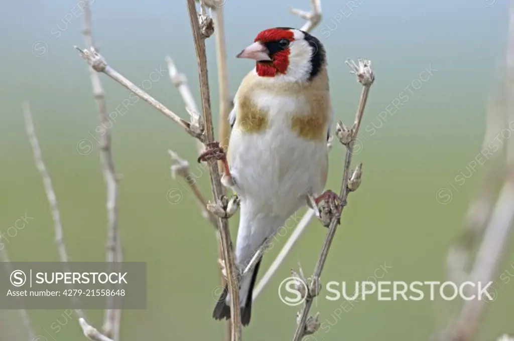 Goldfinch (Carduelis carduelis). Adult single bird clinging to dry stalks. Lesser Caucasus, Georgia
