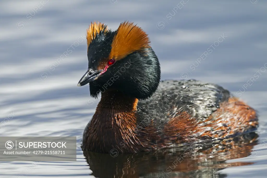 Slavonian Grebe, Horned Grebe (Podiceps auritus). Adult in breeding plumage, swimming. Sweden