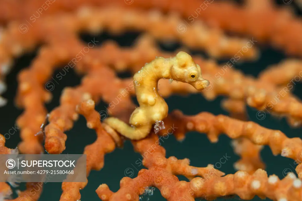 Denise`s Pygmy Seahorse (Hippocampus denise) camouflages brilliantly with the coral. ..