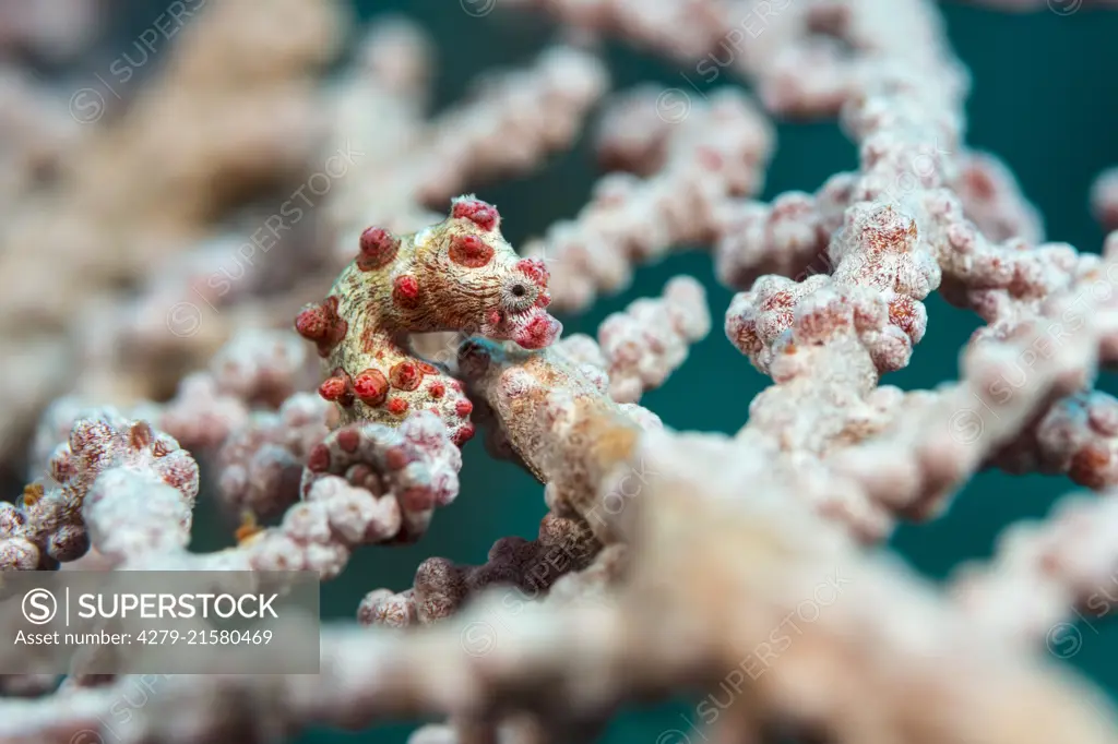 Pygmy Seahorse (Hippocampus bargibanti) camouflages brilliantly with the coral. ..