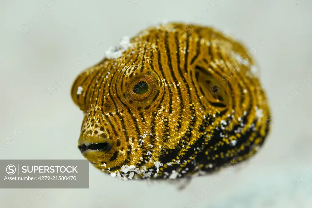 Star-Puffer (Arothron stellatus), tiny juvenile. . ..